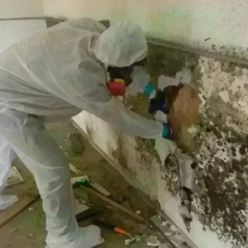 Mold Remediation and Removal in Leon Valley, TX